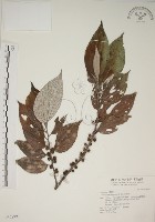 四脈麻藏品圖，第1張