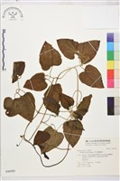 田代氏鐵線蓮藏品圖，第1張