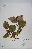 多子漿果莧藏品圖，第1張