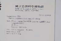 多子漿果莧藏品圖，第2張