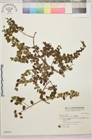 小葉黃鱔藤藏品圖，第2張