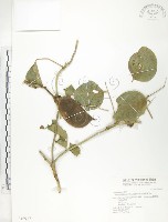 肥豬豆藏品圖，第1張