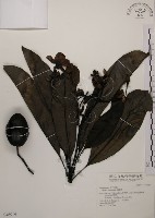 海檬果藏品圖，第1張