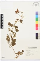 串鼻龍藏品圖，第1張