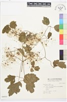 串鼻龍藏品圖，第1張