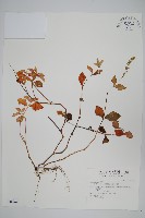 假川牛膝藏品圖，第1張