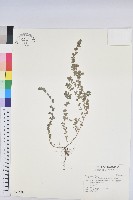 千根草藏品圖，第1張