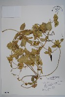 鷗蔓藏品圖，第1張