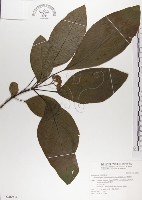 青脆枝藏品圖，第1張