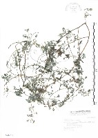 三葉木藍藏品圖，第1張