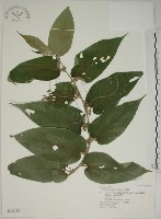 山黃麻藏品圖，第1張