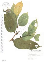 白肉榕、島榕藏品圖，第1張