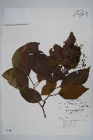 蘭嶼厚殼樹藏品圖，第1張