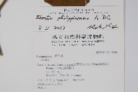 蘭嶼厚殼樹藏品圖，第2張