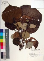 黃槿藏品圖，第1張