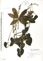 蘭嶼田薯藏品圖，第1張