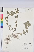 飛揚草藏品圖，第1張