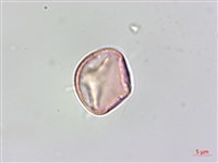 蘭嶼山柑藏品圖，第2張