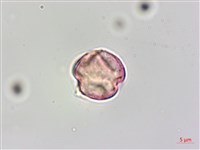 蘭嶼山柑藏品圖，第3張