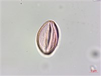 蘭嶼山柑藏品圖，第4張