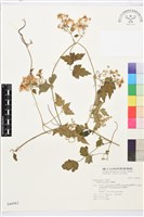 串鼻龍藏品圖，第1張