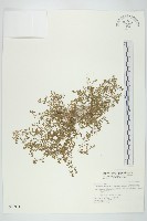 石胡荽、吐金草藏品圖，第1張