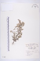 匙葉鼠麴草藏品圖，第1張