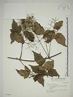 串鼻龍藏品圖，第1張