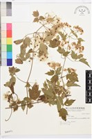 串鼻龍藏品圖，第2張