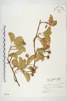 馬鞍藤藏品圖，第1張