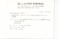 馬鞍藤藏品圖，第2張