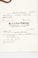 細葉假黃鵪菜藏品圖，第2張