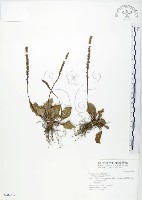 車前草藏品圖，第1張