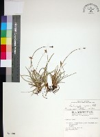 乾溝飄拂草藏品圖，第1張