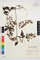 威靈仙藏品圖，第1張