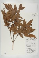 登錄號:S047009藏品圖，第1張