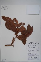 登錄號:S047010藏品圖，第1張