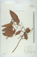 登錄號:S047012藏品圖，第1張