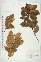 登錄號:S047028藏品圖，第1張