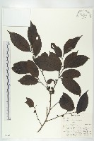 登錄號:S047030藏品圖，第1張