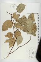 登錄號:S047032藏品圖，第1張