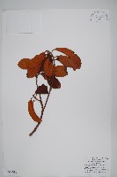 登錄號:S047038藏品圖，第1張