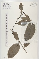 登錄號:S047039藏品圖，第1張