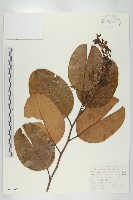 登錄號:S047046藏品圖，第1張