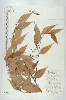 登錄號:S047050藏品圖，第1張