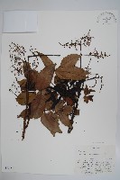 登錄號:S047053藏品圖，第1張