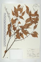 登錄號:S047056藏品圖，第1張