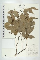 雲管花藏品圖，第1張