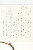 雲管花藏品圖，第2張