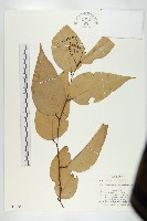 登錄號:S047060藏品圖，第1張